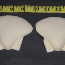 Small Shells, 2ct - FRW-100