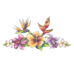 Tropical Flowers