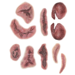 Alternative view of Tattoo Transfers - Fight Set