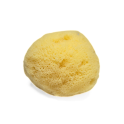 Sea Sponge, Medium