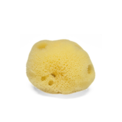 Sea Sponge, Small