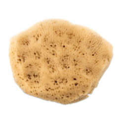 Jumbo Sea Sponge